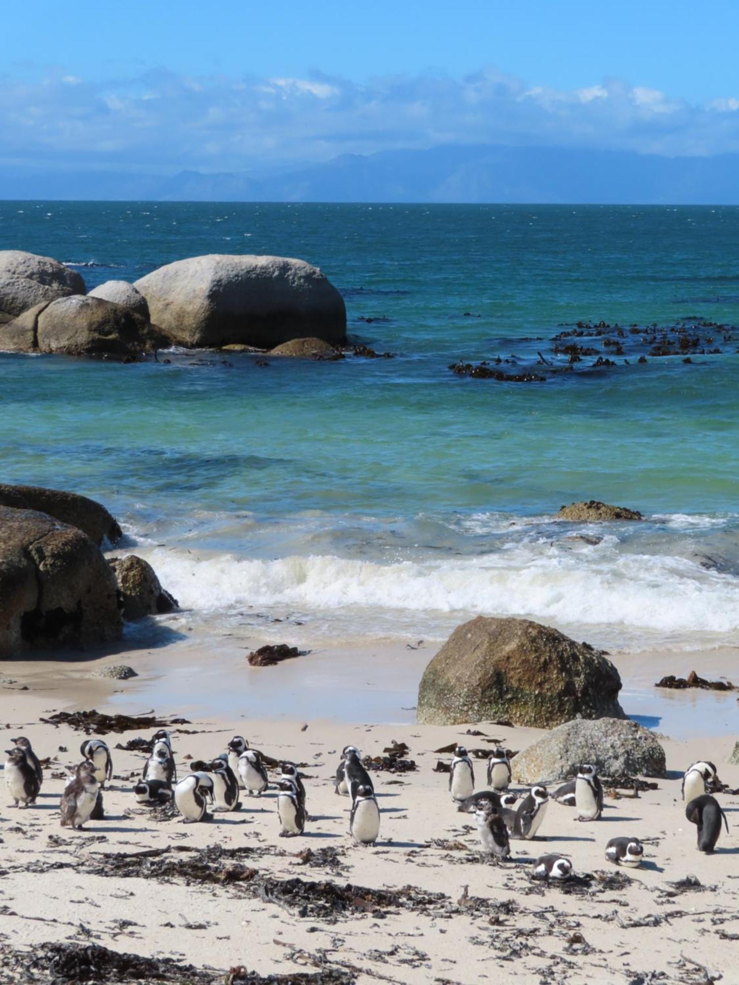 Bonne Esperance, Simon'S Town Διαμέρισμα Εξωτερικό φωτογραφία