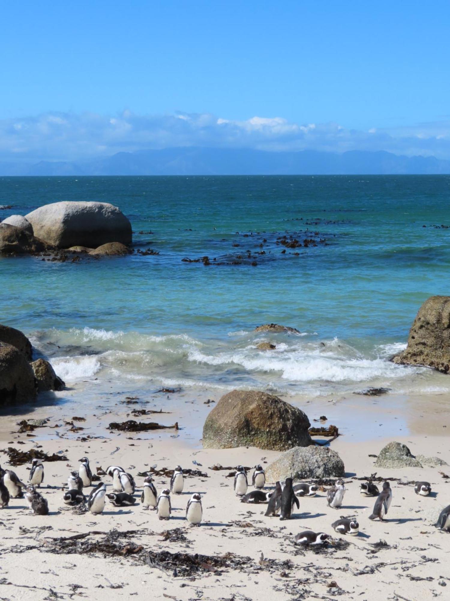 Bonne Esperance, Simon'S Town Διαμέρισμα Εξωτερικό φωτογραφία